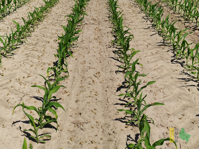 Zdjęcie kukurydzy ES DISCOVER z LIDEA Seeds na polu demonstracyjnym w Sielinku 08.06.2021