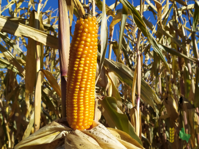 Zdjęcie kukurydzy ES DISCOVER z LIDEA Seeds na polu demonstracyjnym w Sielinku 25.10.2021