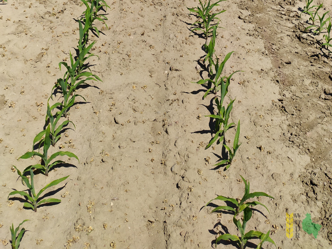 Zdjęcie kukurydzy ES FARADAY z LIDEA Seeds na polu demonstracyjnym w Sielinku 08.06.2021