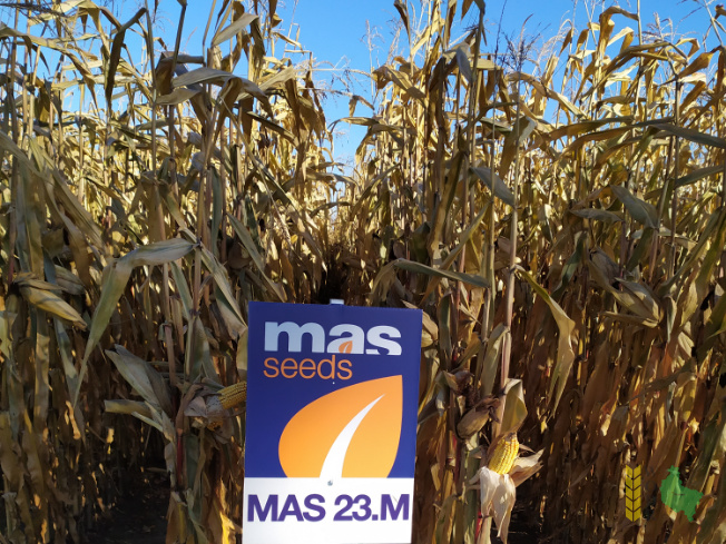Zdjęcie kukurydzy MAS 23.M z MAS Seeds na polu demonstracyjnym w Sielinku 25.10.2021