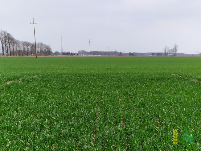 Zdjęcie pszenicy ozimej PATRAS z Saaten-Union na polu demonstracyjnym w Sielinku 01.04.2021
