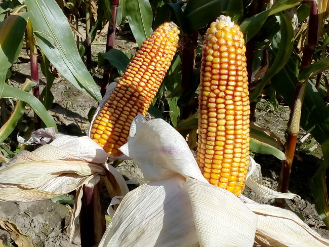 W zbliżeniu dwie kolby kukurydzy na polu z widocznymi ziarnami