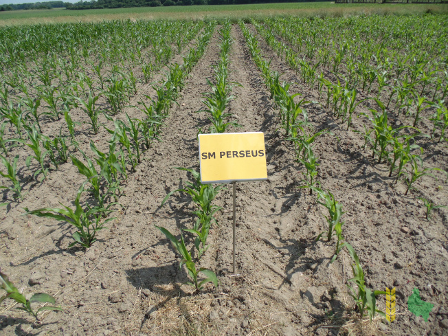 Zdjęcie kukurydzy SM PERSEUS FAO 250 z Hodowli Roślin SMOLICE na polu demonstracyjnym w Marszewie 17.06.2021