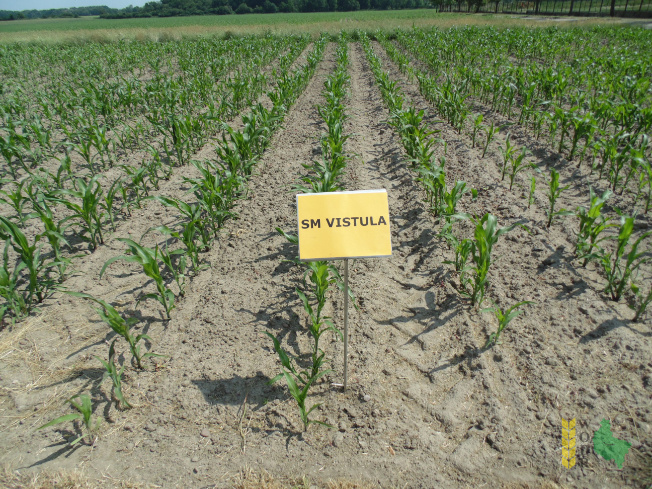 Zdjęcie kukurydzy SM VISTULA FAO 210/220 z Hodowli Roślin SMOLICE na polu demonstracyjnym w Marszewie 17.06.2021