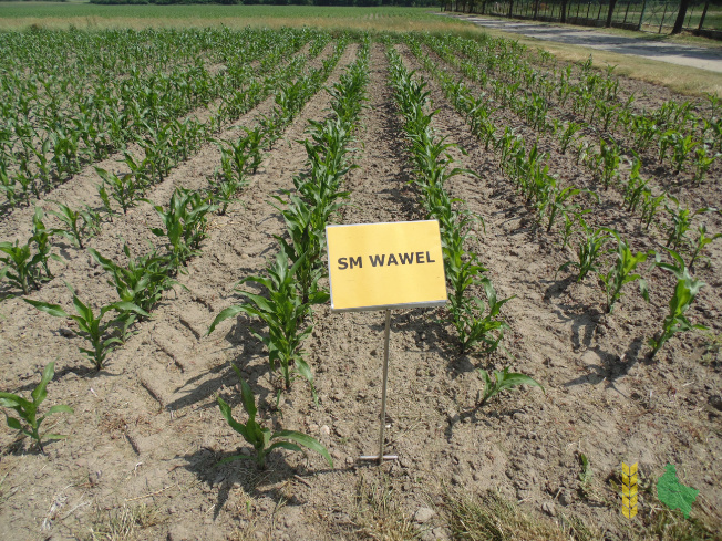 Zdjęcie kukurydzy SM WAWEL FAO 230/240 z Hodowli Roślin SMOLICE na polu demonstracyjnym w Marszewie 17.06.2021