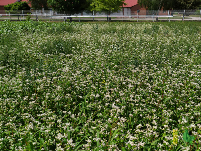 Zdjęcie gryki SMUGA z Małopolskiej Hodowli Roślin na polu demonstracyjnym w Sielinku 06.07.2021