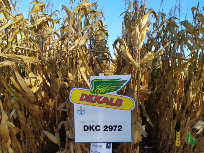 Zdjęcie kukurydzy DKC 2972 z DEKALB na polu demonstracyjnym w Sielinku 25.10.2021