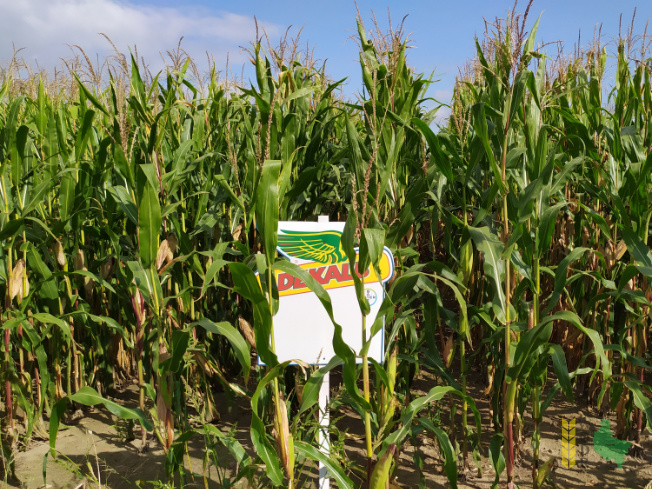 Zdjęcie kukurydzy DKC 3201 z DEKALB na polu demonstracyjnym w Sielinku 14.09.2021