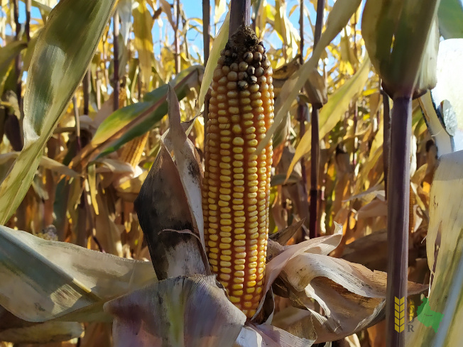 Zdjęcie kukurydzy DKC 3201 z DEKALB na polu demonstracyjnym w Sielinku 25.10.2021