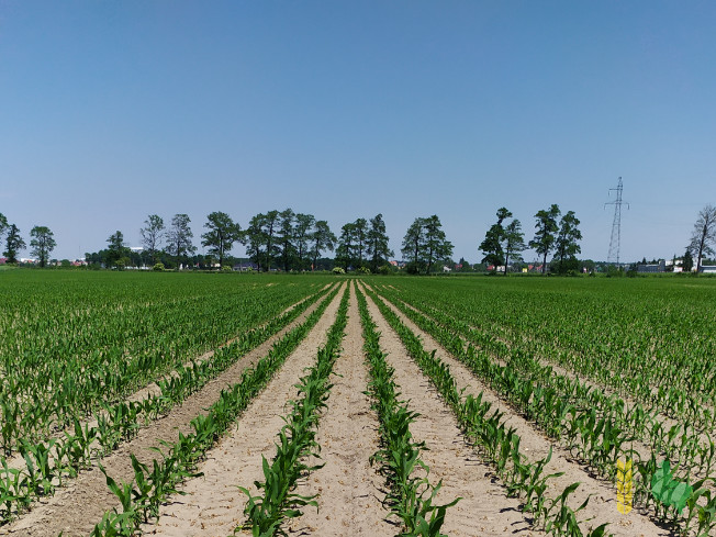 Zdjęcie kukurydzy DKC 3474 z DEKALB na polu demonstracyjnym w Sielinku 08.06.2021