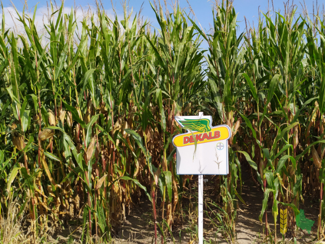 Zdjęcie kukurydzy DKC 3474 z DEKALB na polu demonstracyjnym w Sielinku 14.09.2021