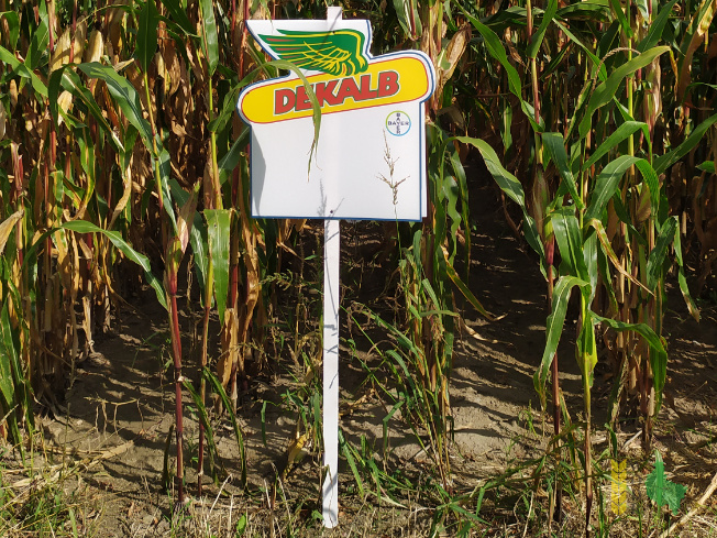Zdjęcie kukurydzy DKC 3474 z DEKALB na polu demonstracyjnym w Sielinku 14.09.2021