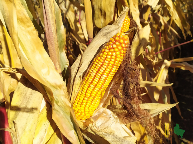 Zdjęcie kukurydzy DKC 3474 z MAS Seeds na polu demonstracyjnym w Sielinku 25.10.2021