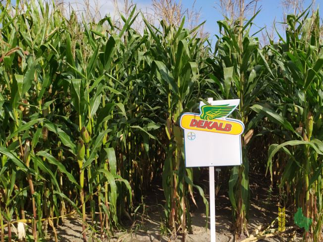 Zdjęcie kukurydzy DKC 3595 z DEKALB na polu demonstracyjnym w Sielinku 14.09.2021