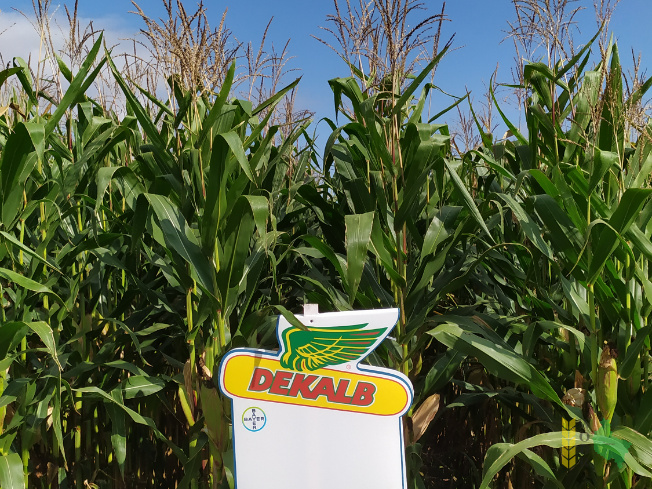 Zdjęcie kukurydzy DKC 3595 z DEKALB na polu demonstracyjnym w Sielinku 14.09.2021