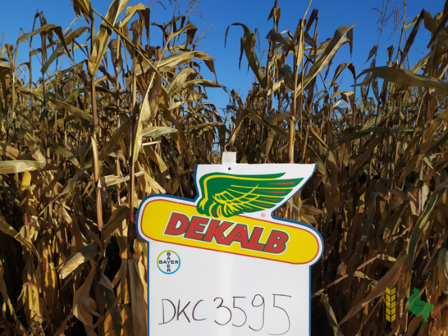 Zdjęcie kukurydzy DKC 3595 z DEKALB na polu demonstracyjnym w Sielinku 25.10.2021