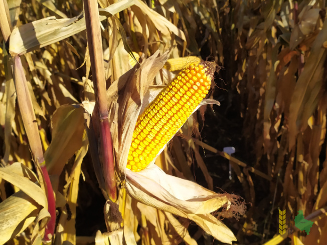 Zdjęcie kukurydzy DKC 3595 z DEKALB na polu demonstracyjnym w Sielinku 25.10.2021