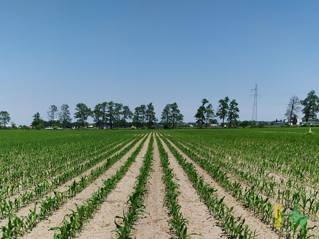 Zdjęcie kukurydzy DKC 3697 z DEKALB na polu demonstracyjnym w Sielinku 08.06.2021