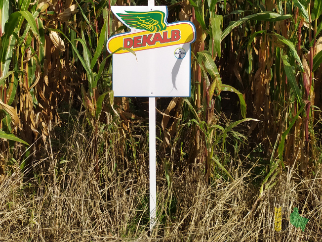 Zdjęcie kukurydzy DKC 3697 z DEKALB na polu demonstracyjnym w Sielinku 14.09.2021
