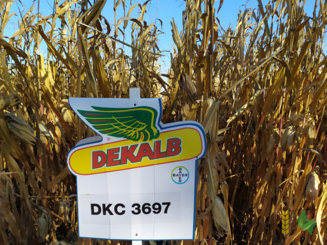 Zdjęcie kukurydzy DKC 3697 z DEKALB na polu demonstracyjnym w Sielinku 25.10.2021