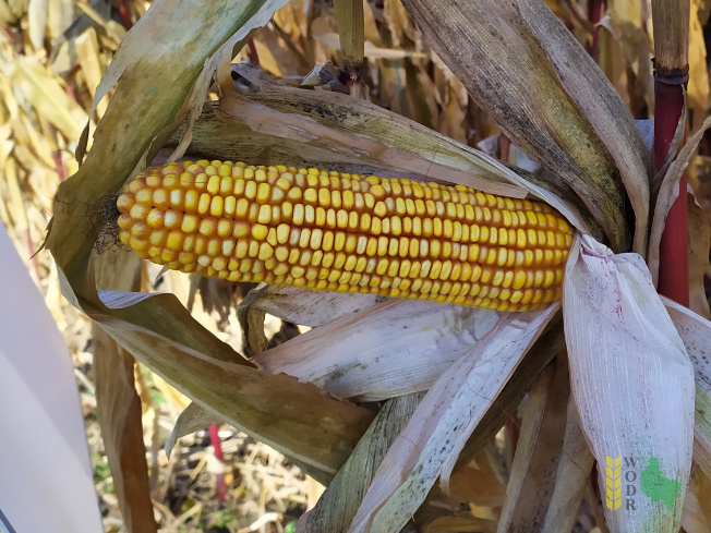Zdjęcie kukurydzy DKC 3697 z DEKALB na polu demonstracyjnym w Sielinku 25.10.2021