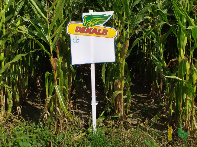 Zdjęcie kukurydzy DKC 4098 z DEKALB na polu demonstracyjnym w Sielinku 14.09.2021