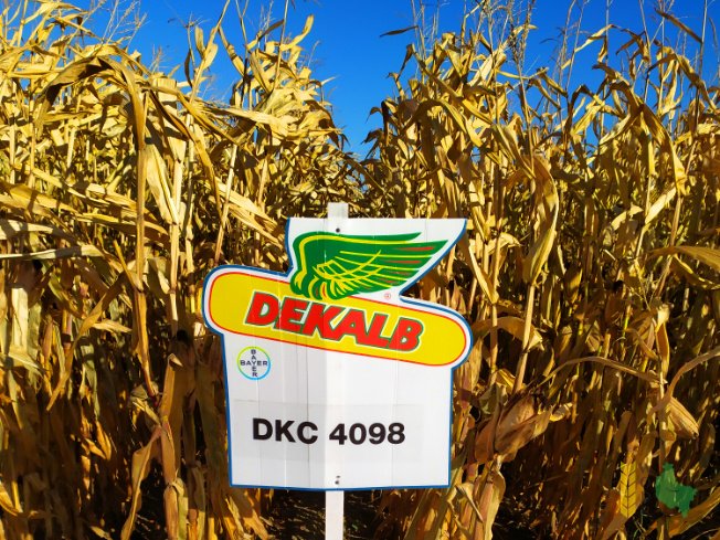 Zdjęcie kukurydzy DKC 4098 z DEKALB na polu demonstracyjnym w Sielinku 25.10.2021