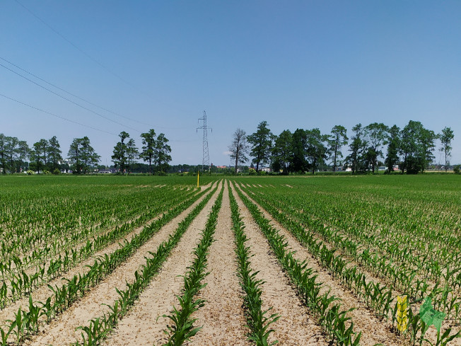 Zdjęcie kukurydzy FARMIRAGE z FARMSAAT na polu demonstracyjnym w Sielinku 08.06.2021