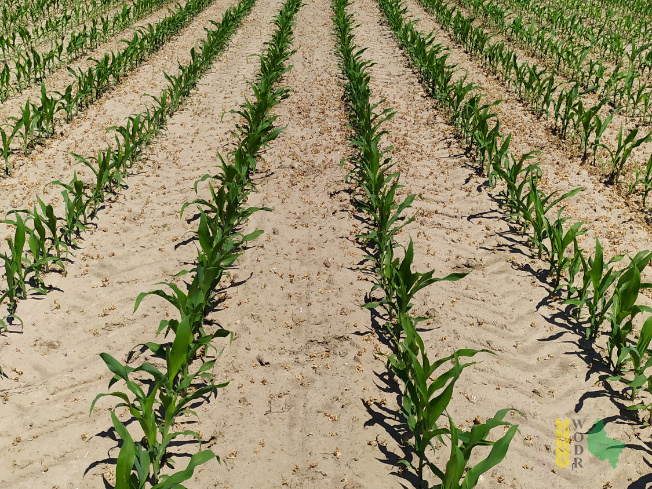 Zdjęcie kukurydzy FARMIRAGE z FARMSAAT na polu demonstracyjnym w Sielinku 08.06.2021
