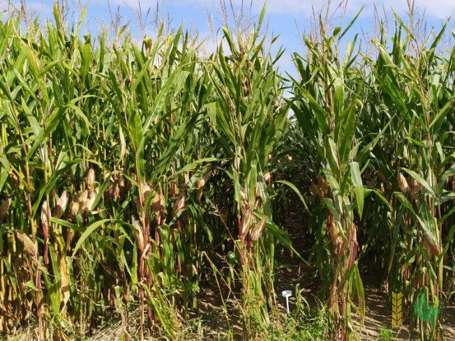 Zdjęcie kukurydzy FARMIRAGE z FARMSAAT na polu demonstracyjnym w Sielinku 14.09.2021