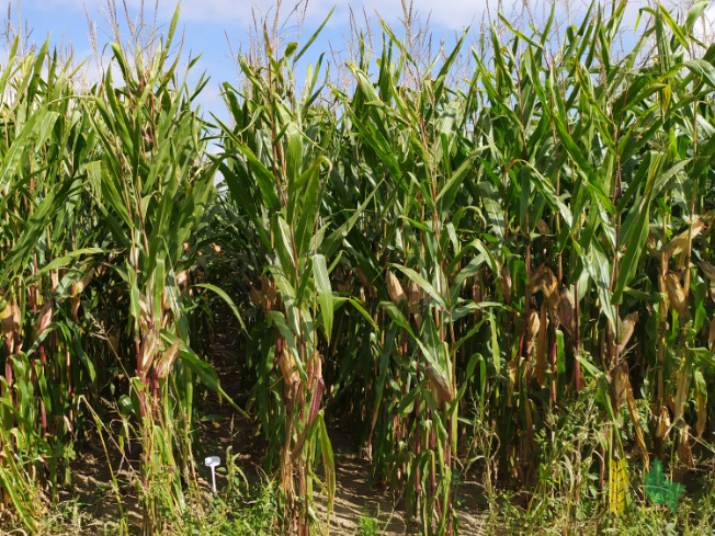 Zdjęcie kukurydzy FARMIRAGE z FARMSAAT na polu demonstracyjnym w Sielinku 14.09.2021