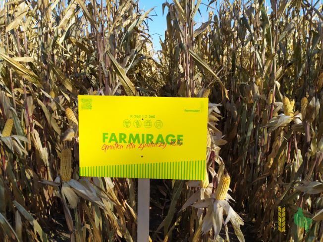 Zdjęcie kukurydzy FARMIRAGE z FARMSAAT na polu demonstracyjnym w Sielinku 25.10.2021