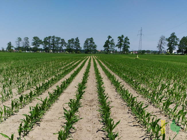 Zdjęcie kukurydzy FARMORITZ z FARMSAAT na polu demonstracyjnym w Sielinku 08.06.2021