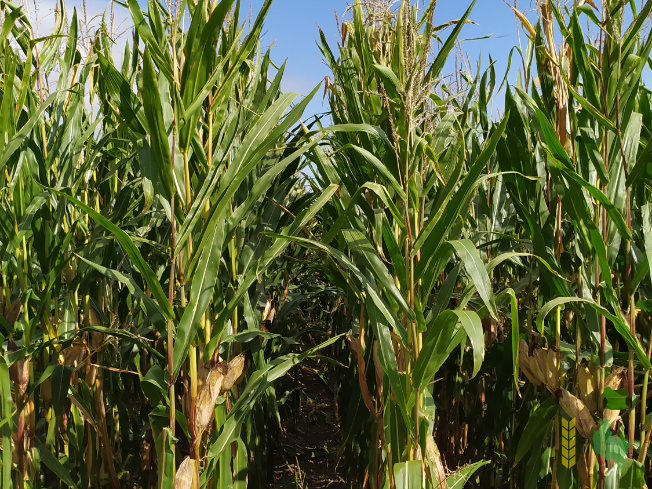 Zdjęcie kukurydzy FARMORITZ z FARMSAAT na polu demonstracyjnym w Sielinku 14.09.2021