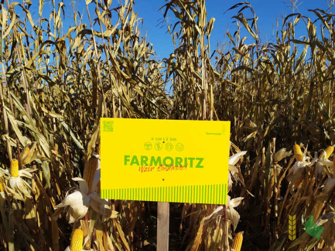 Zdjęcie kukurydzy FARMORITZ z FARMSAAT na polu demonstracyjnym w Sielinku 25.10.2021