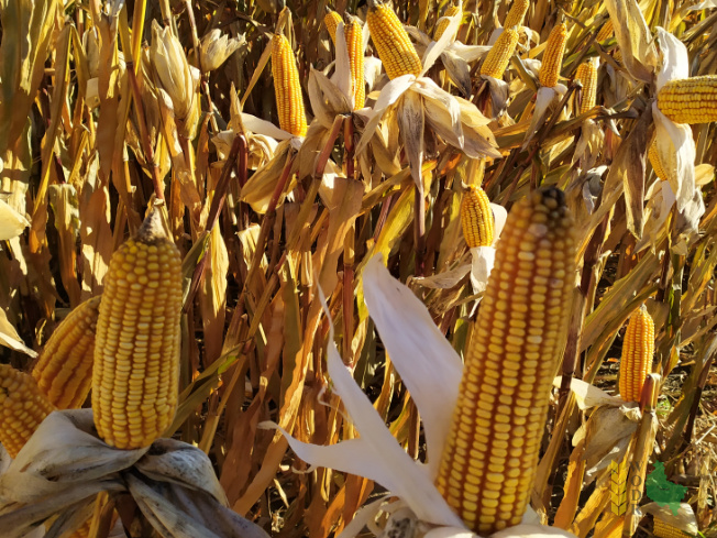 Zdjęcie kukurydzy FARMORITZ z FARMSAAT na polu demonstracyjnym w Sielinku 25.10.2021