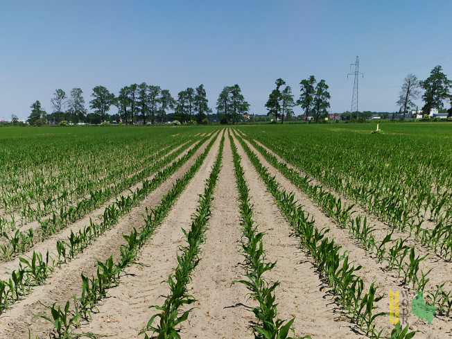Zdjęcie kukurydzy FARMROCK z FARMSAAT na polu demonstracyjnym w Sielinku 08.06.2021