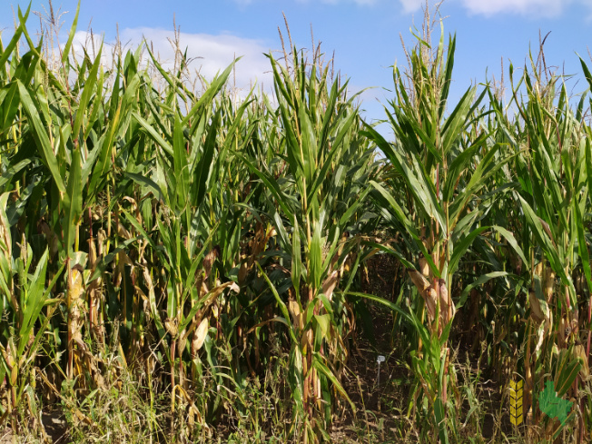 Zdjęcie kukurydzy FARMROCK z FARMSAAT na polu demonstracyjnym w Sielinku 14.09.2021