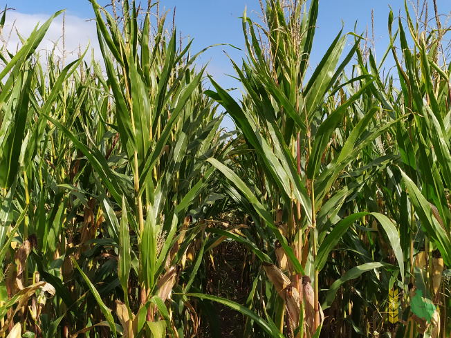 Zdjęcie kukurydzy FARMROCK z FARMSAAT na polu demonstracyjnym w Sielinku 14.09.2021