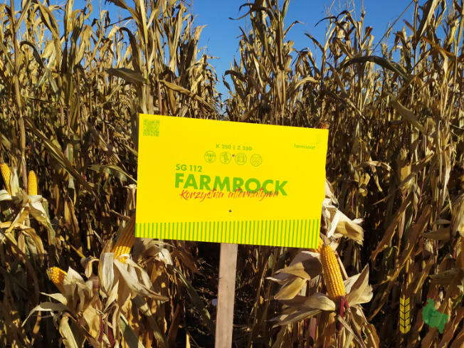 Zdjęcie kukurydzy FARMROCK z FARMSAAT na polu demonstracyjnym w Sielinku 25.10.2021