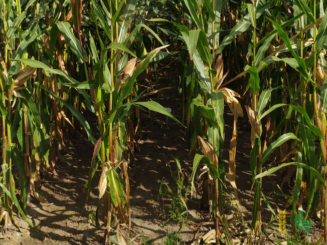 Zdjęcie kukurydzy FARMUELLER z FARMSAAT na polu demonstracyjnym w Sielinku 14.09.2021
