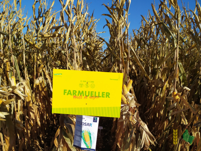 Zdjęcie kukurydzy FARMUELLER z FARMSAAT na polu demonstracyjnym w Sielinku 25.10.2021