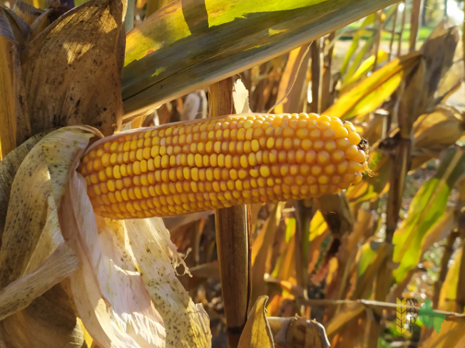 Zdjęcie kukurydzy SM WAWEL z Hodowli Roślin SMOLICE na polu demonstracyjnym w Sielinku 25.10.2021