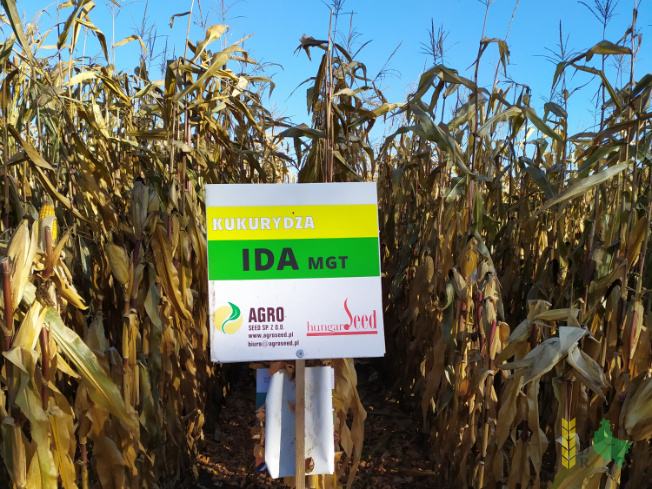 Zdjęcie kukurydzy IDA MGT z Hungaroseed na polu demonstracyjnym w Sielinku 25.10.2021