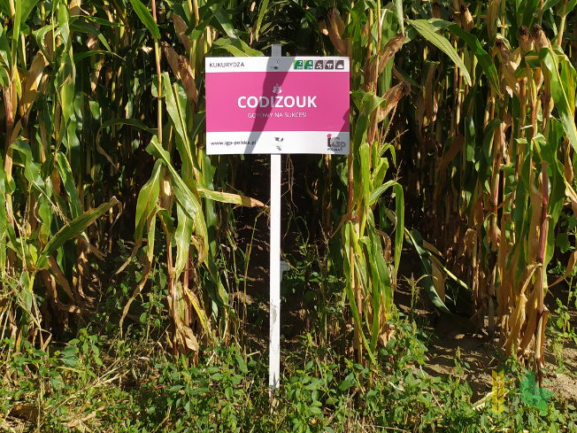 Zdjęcie kukurydzy CODIZOUK z IGP Polska na polu demonstracyjnym w Sielinku 14.09.2021