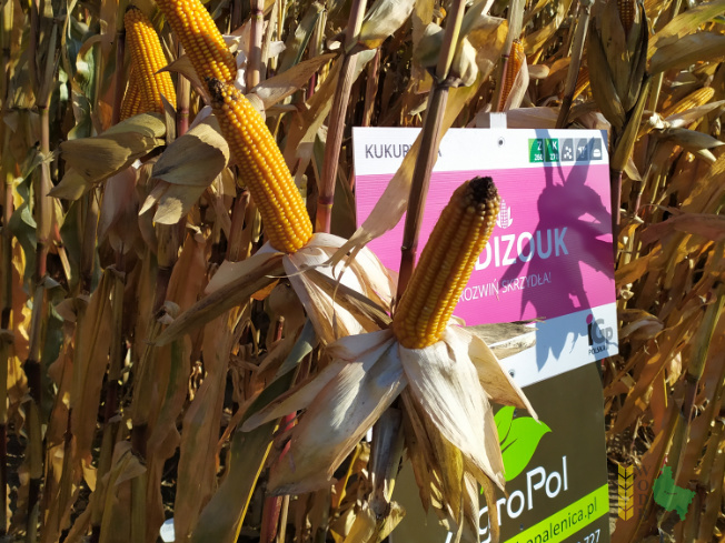 Zdjęcie kukurydzy CODIZOUK z IGP Polska na polu demonstracyjnym w Sielinku 25.10.2021