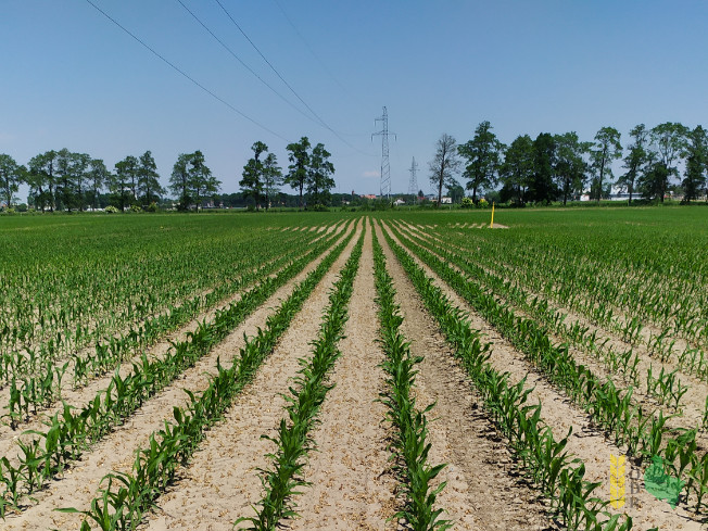 Zdjęcie kukurydzy HARDWARE z IGP Polska na polu demonstracyjnym w Sielinku 08.06.2021