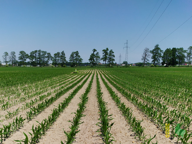 Zdjęcie kukurydzy KOKUNA z IGP Polska na polu demonstracyjnym w Sielinku 08.06.2021
