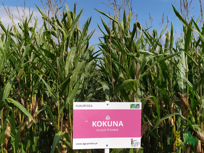Zdjęcie kukurydzy KOKUNA z IGP Polska na polu demonstracyjnym w Sielinku 14.09.2021