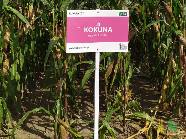 Zdjęcie kukurydzy KOKUNA z IGP Polska na polu demonstracyjnym w Sielinku 14.09.2021